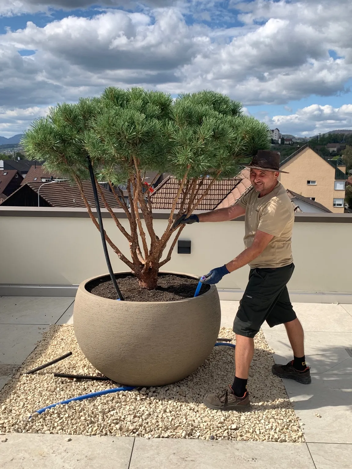 Kiefer Pinus sylvestris 'Watereri' in Pilzform nach dem Einpflanzen in einen 400-Liter-Kübel Ich an einer von mir in Pilzform geschnittenen Waldkiefer (Pinus sylvestris 'Watereri') in einem 400-Liter-Kübel auf einer Terrasse mit Kiesbett