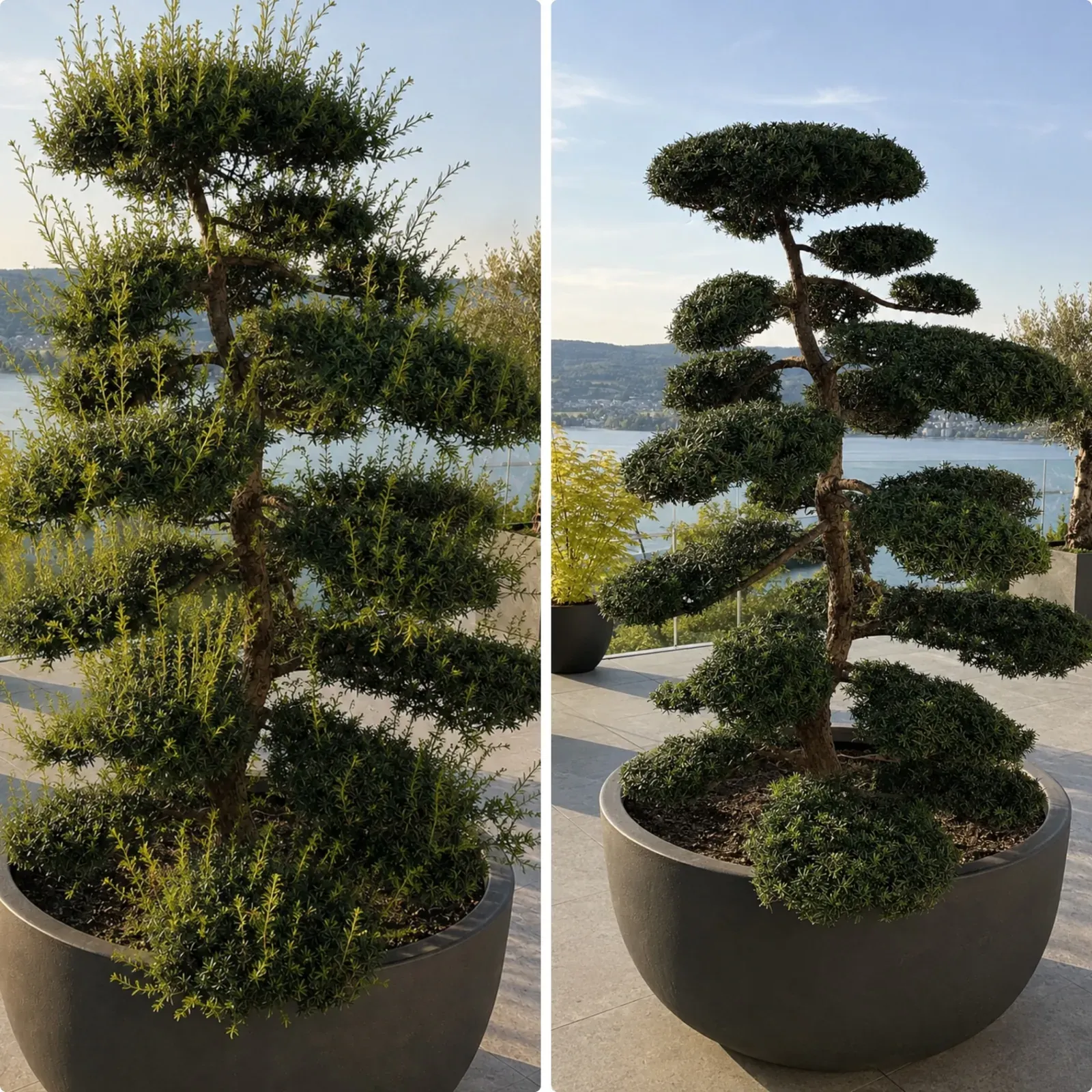 Taxus baccata (Eibe) im Pflanzgefäss auf der Terrasse: links vor dem Schnitt, rechts nach dem Formschnitt mit klaren Wolkenetagen und Seeblick