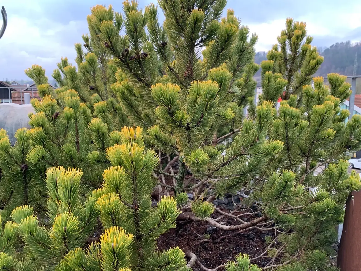 Kiefer Pinus mugo 'Winter Gold' nach fachgerechter Auslichtung der Triebe