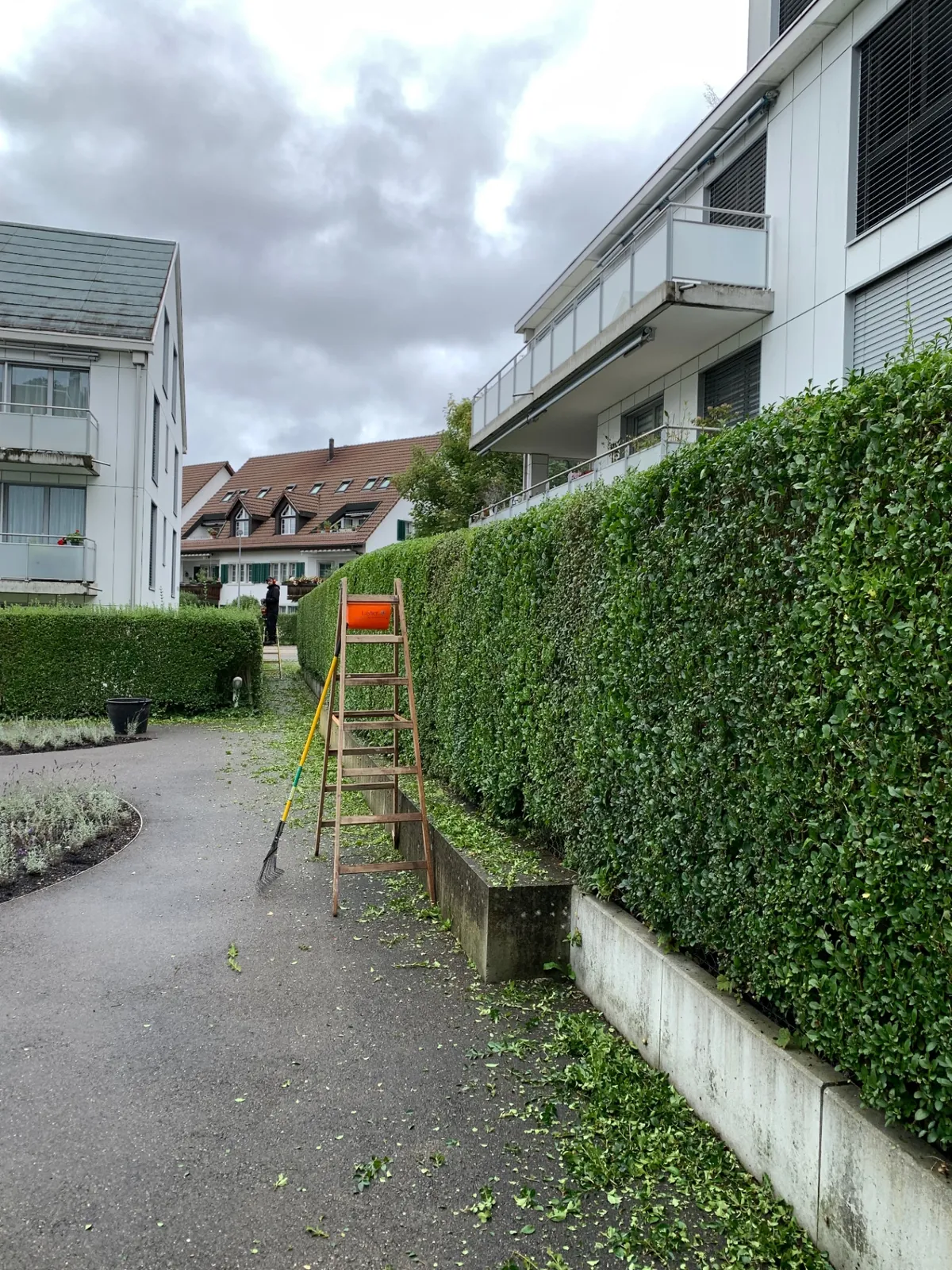 Heckenschnitt in einer Wohnsiedlung mit Leiter und Rechen während der Pflegearbeiten