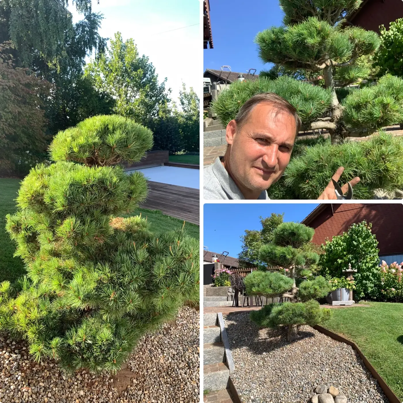 Vorher und nachher – Japanische Weisskiefer (Pinus parviflora): vorher und nachher Japanische Weisskiefer Pinus parviflora: links vor dem Schnitt aus einem Blickwinkel, rechts derselbe Baum nach dem Schnitt aus einem anderen Blickwinkel