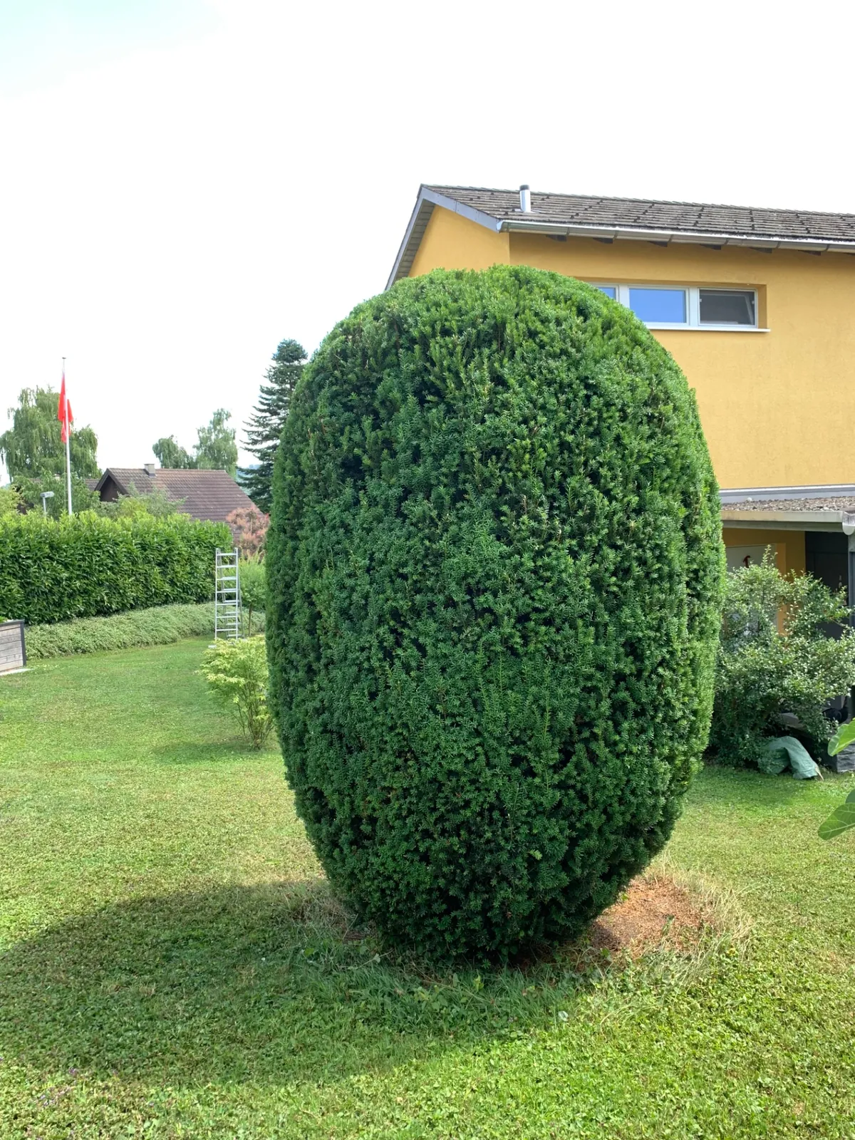 Eibe Taxus baccata als grosser Formschnitt-Solitär im Rasen nach dem Schnitt