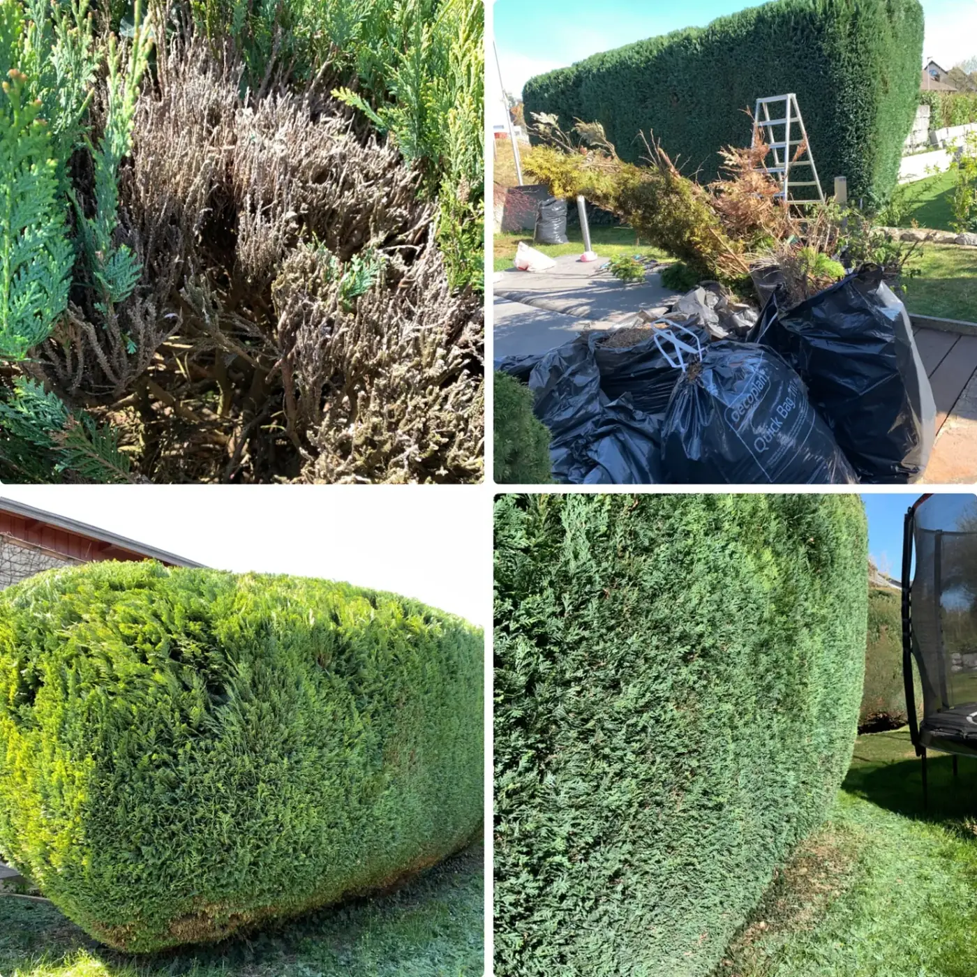 Lawson-Zypresse-Hecke (Chamaecyparis lawsoniana) mit abgestorbenem Innenholz, das anschließend entfernt wurde