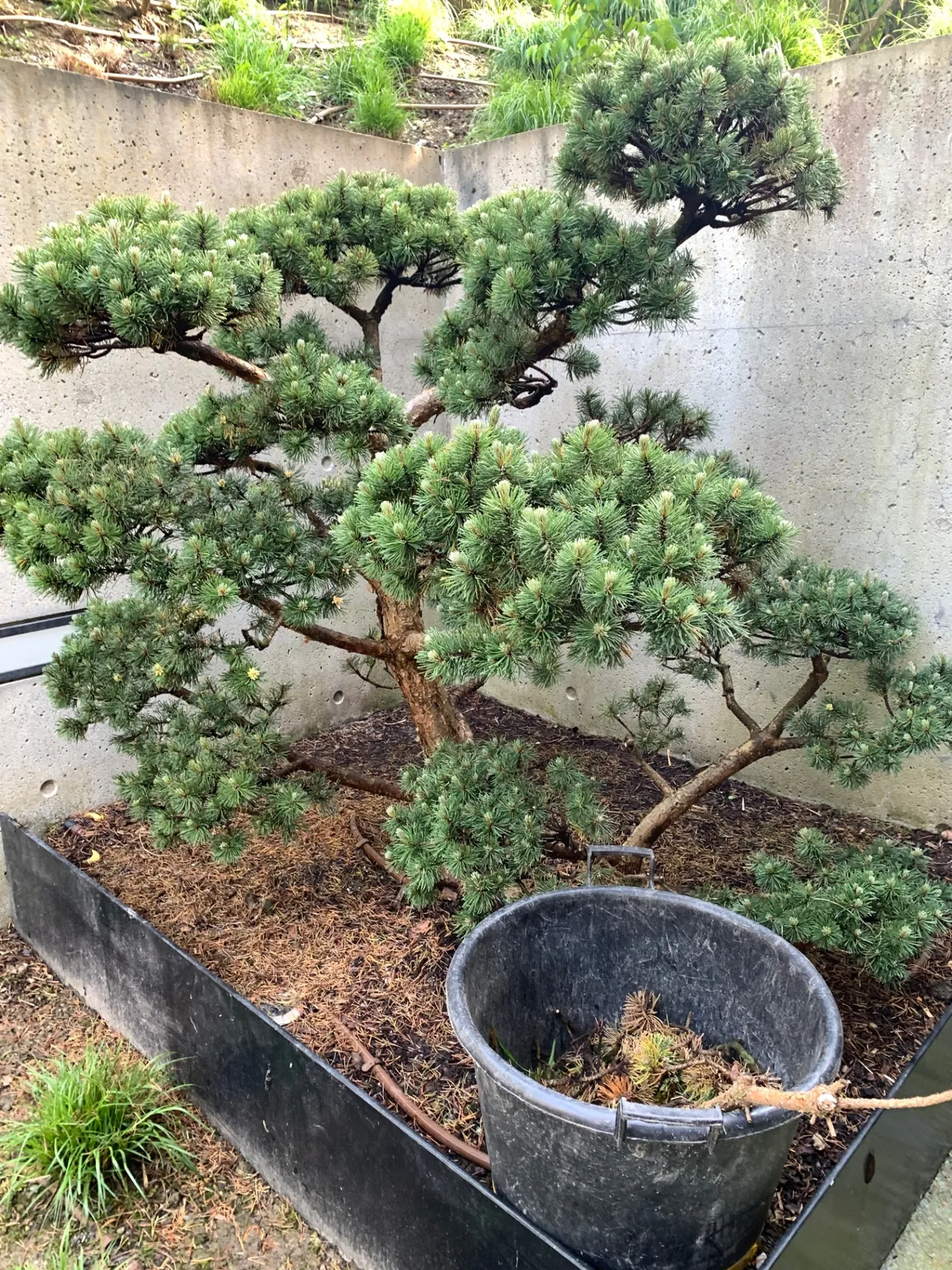 Garden Bonsai aus Bergkiefer (Pinus mugo 'Mops') – Wiederherstellung beschädigter Kronenbereiche