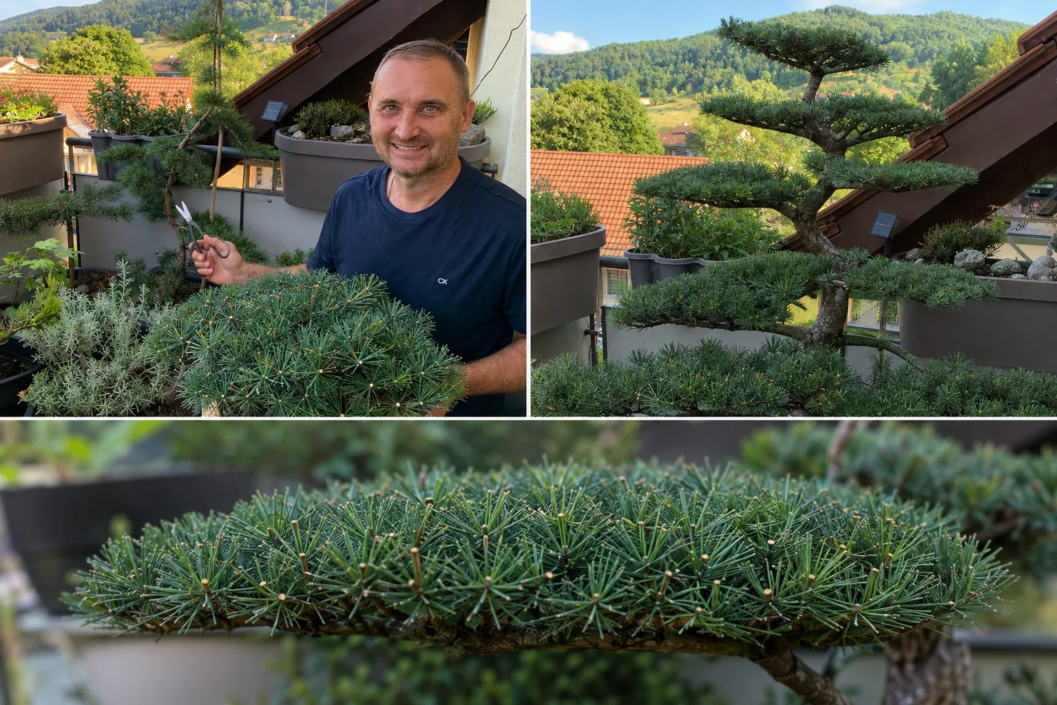 Gepflegte Terrassenbepflanzung mit Formgehölzen