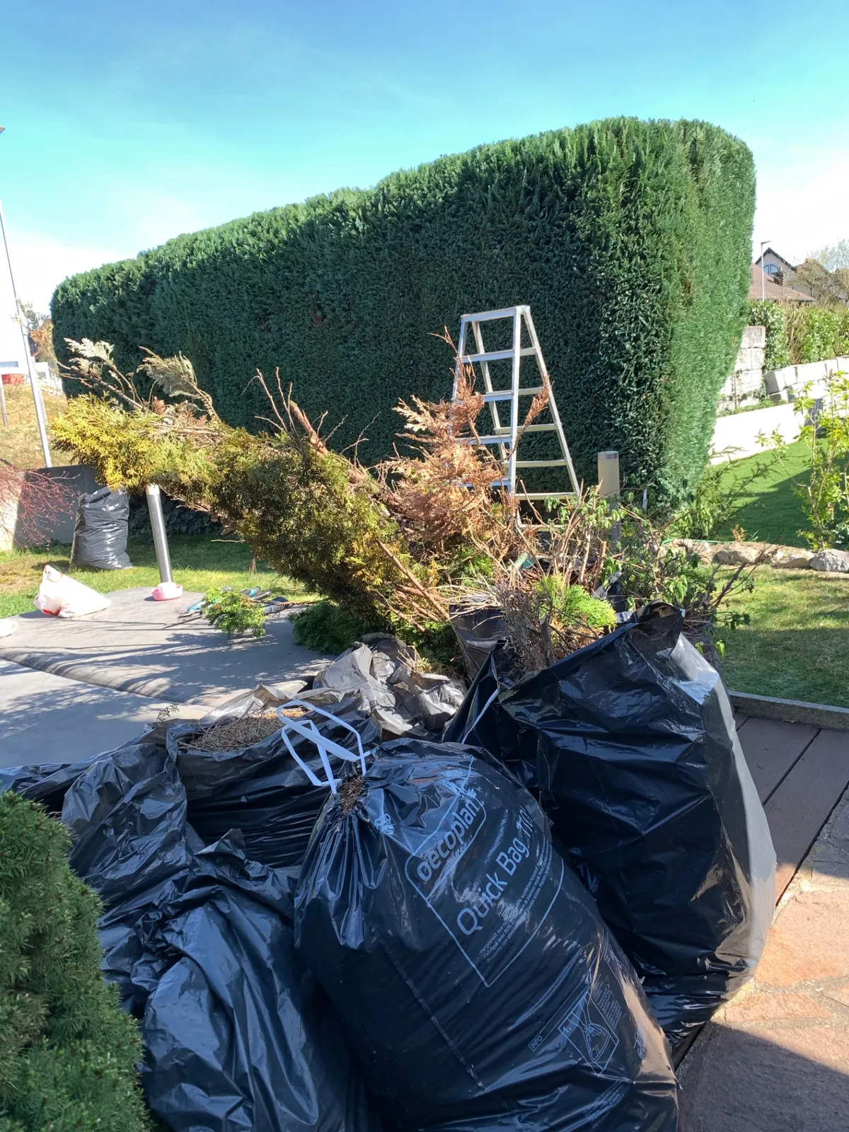 Entfernte abgestorbene Thuja-Äste und Grünschnitt in Säcken nach der sanitären Kronenreinigung