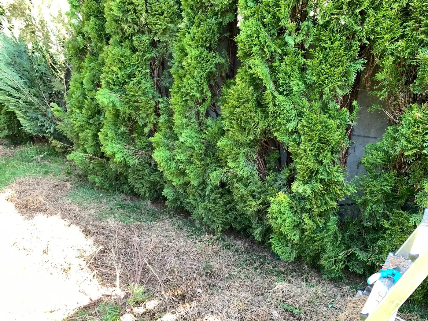 Thuja-Reihe während der Auslichtung – abgestorbene Zweige im Inneren werden entfernt