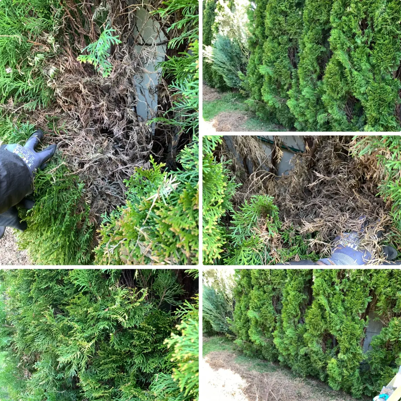 Auslichten einer Thuja 'Smaragd': braunes Innenholz wird entfernt, danach saubere, grüne Fläche