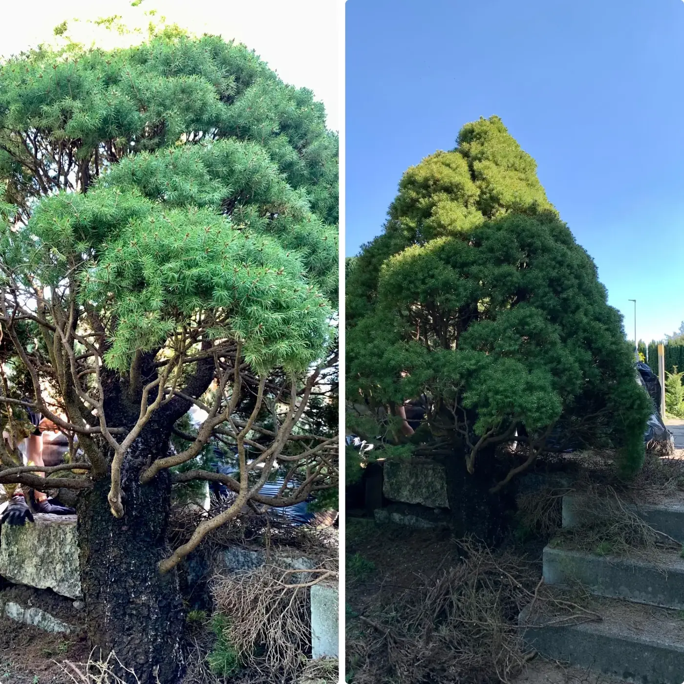 Kanadische Fichte 'Conica' (Picea glauca 'Conica'): verdichtete Krone vor dem Eingriff und ausgewogene Silhouette danach
