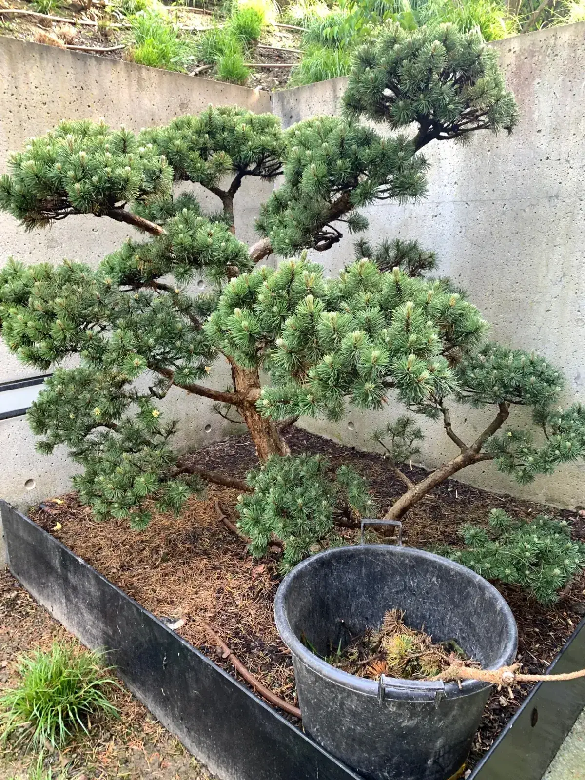 Gartenbonsai aus Bergkiefer (Pinus mugo 'Mops') – Wiederherstellung beschädigter Kronenbereiche