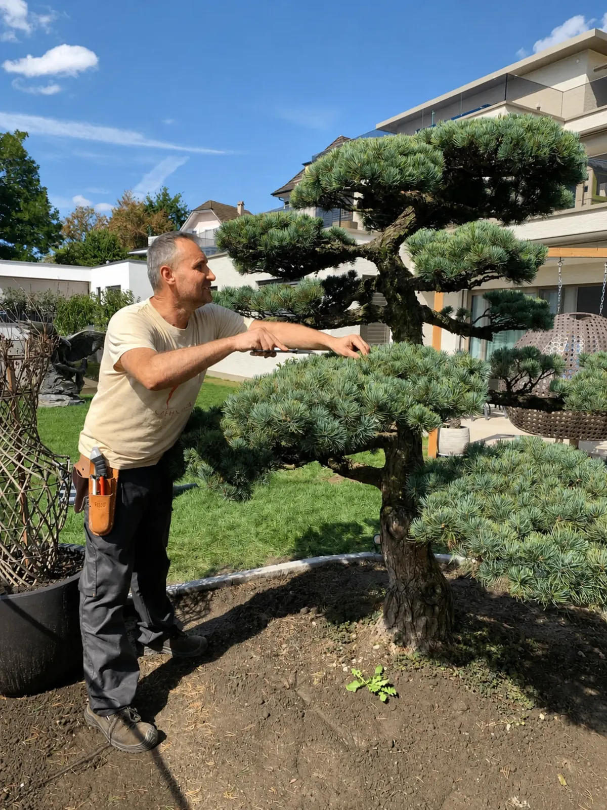 Ich bei der Korrektur einer Pinus parviflora (Japanische Mädchenkiefer) als Gartenbonsai – Kronen- und Wolkenetagen formen