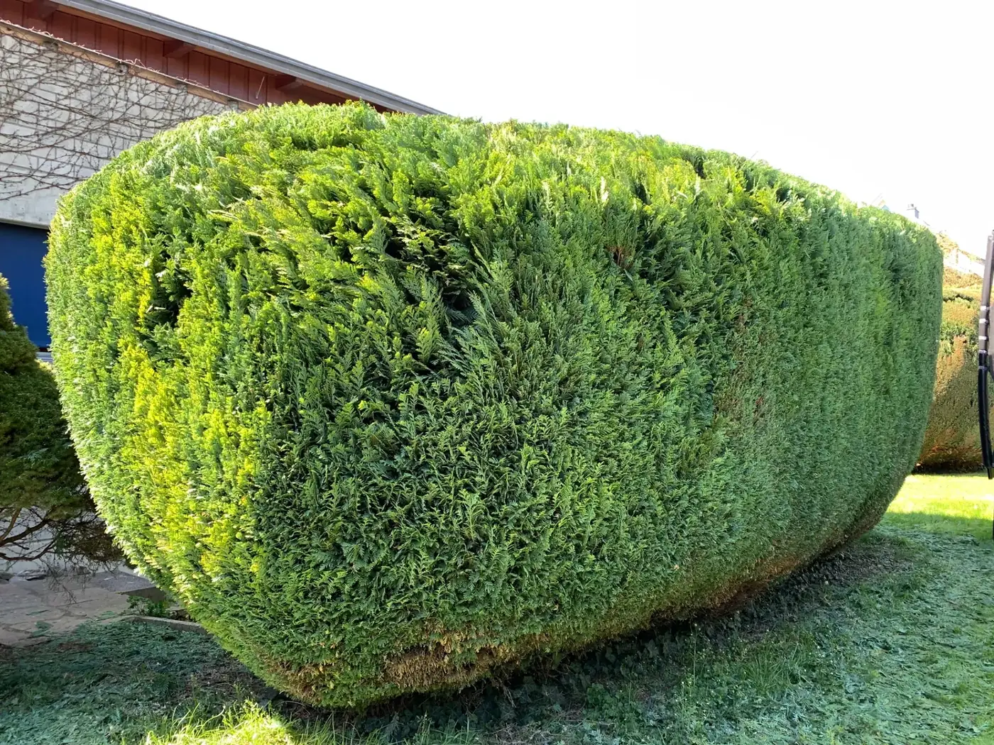 Kompakt geschnittene Thuja-Hecke mit dichter, gewölbter Oberfläche nach dem Schnitt
