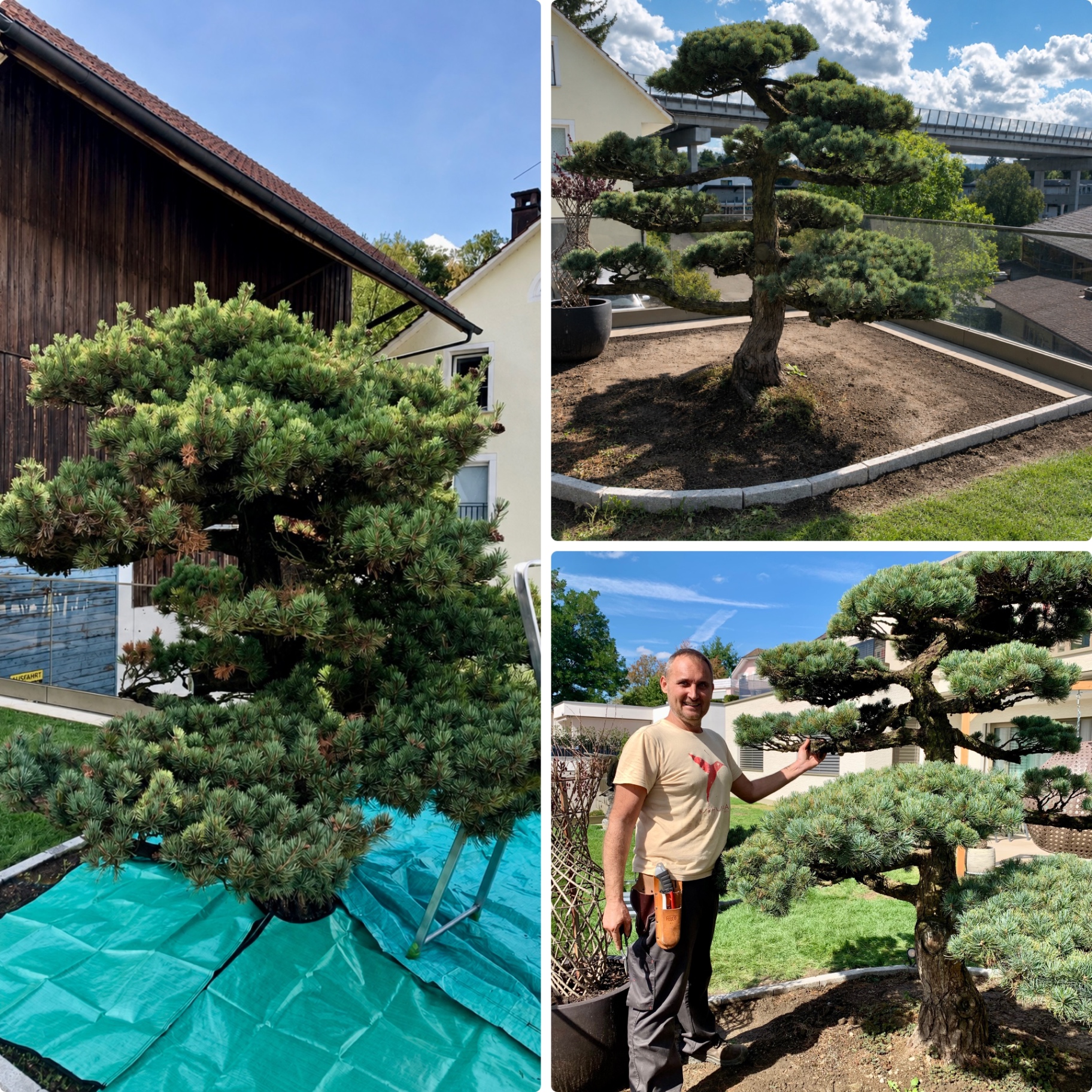 Pinus parviflora nach formender Kronenkorrektur: geschädigte Äste entfernt, Kronenform wiederhergestellt