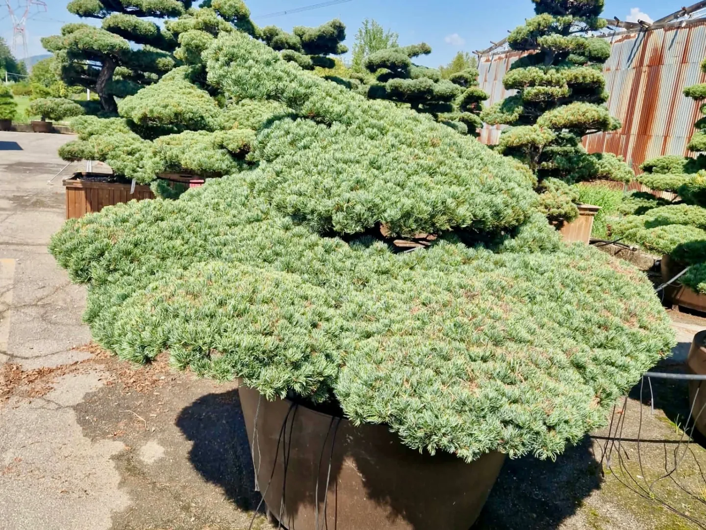 Gartenbonsai (Niwaki) aus Pinus parviflora im Container in der Baumschule – Zustand vorher