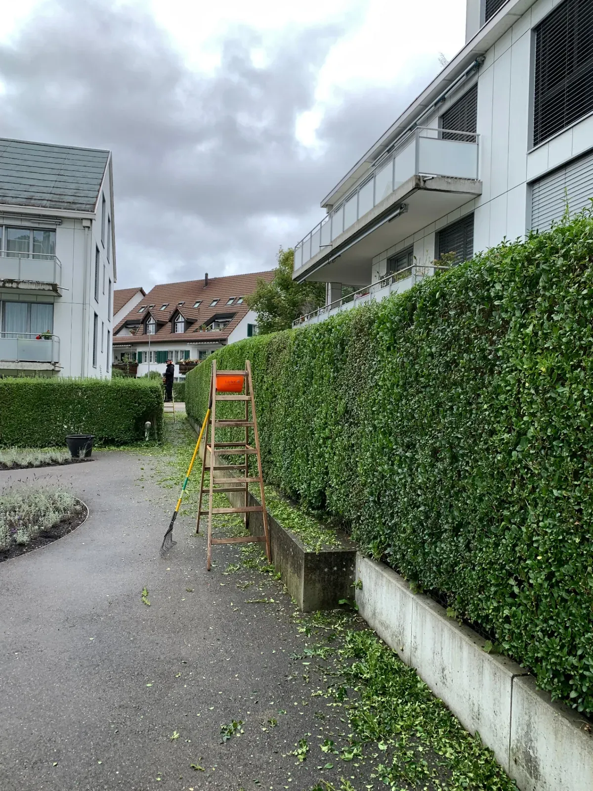 Heckenschnitt in einer Wohnsiedlung mit Leiter und Rechen während der Pflegearbeiten