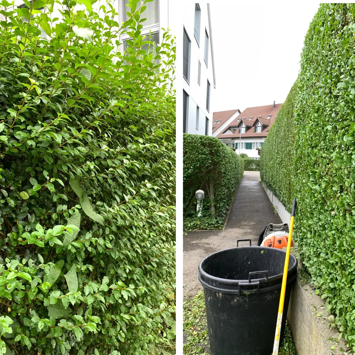 Vorher und nachher – Liguster-Hecke: klare Kanten am Weg Vorher-Nachher-Vergleich einer Liguster-Hecke: links überwachsen, rechts sauber geschnitten entlang des Wegs