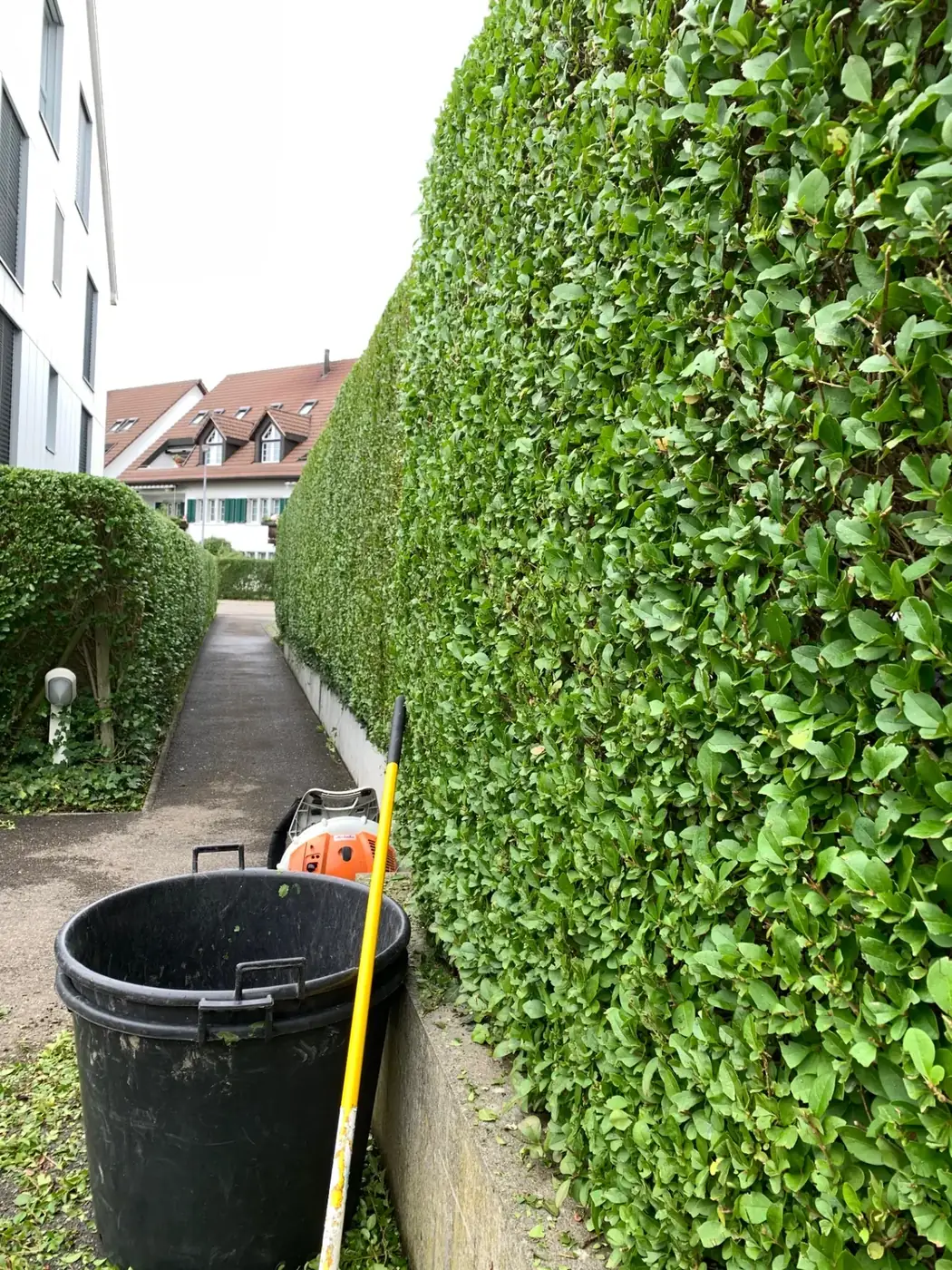 Hohe Liguster-Hecke entlang eines Weges während der Pflege mit Laubbläser und Grüngutbehälter