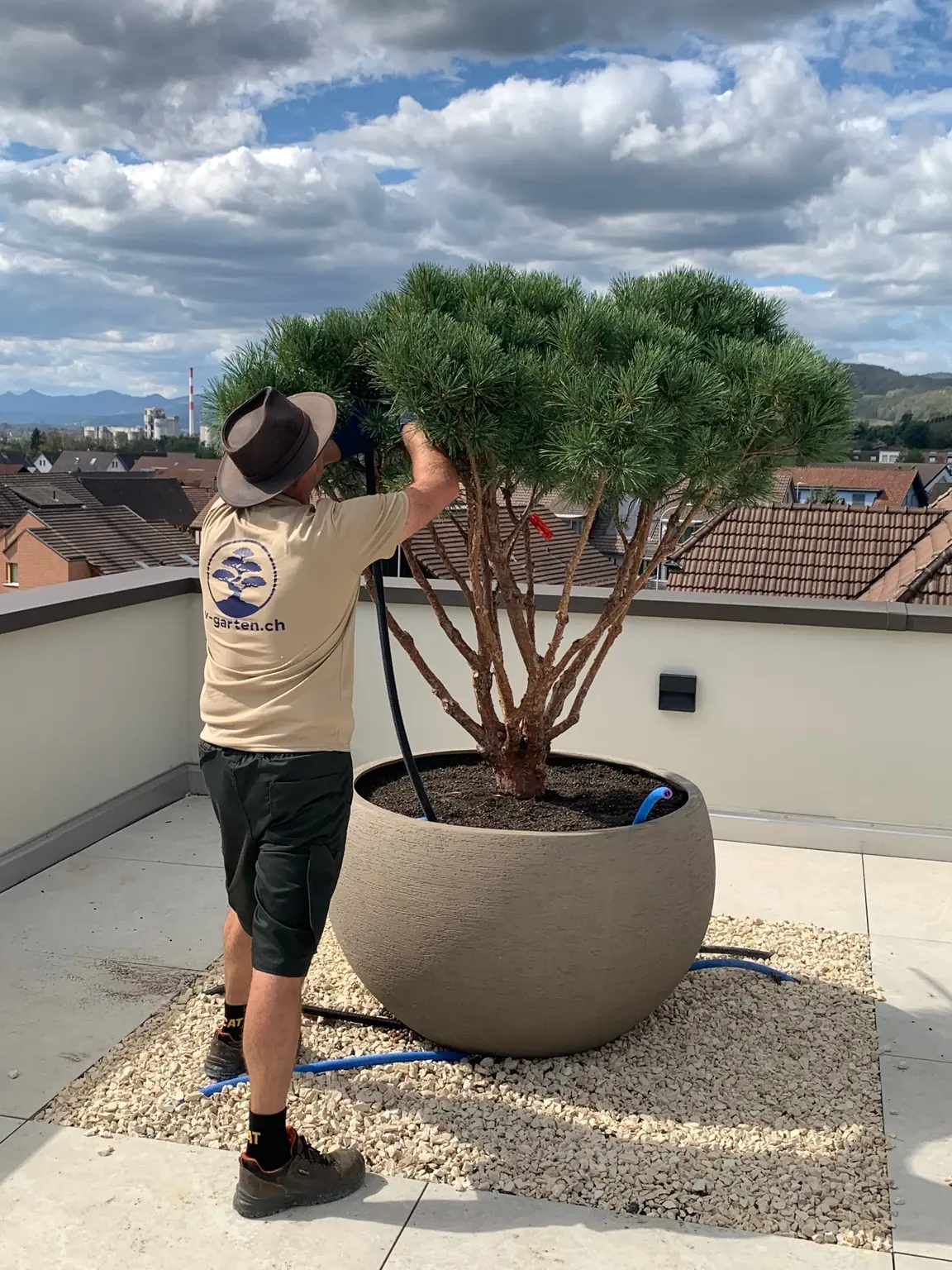 Ich forme eine Pinus sylvestris 'Watereri' in grosser runder Schale auf einer Dachterrasse