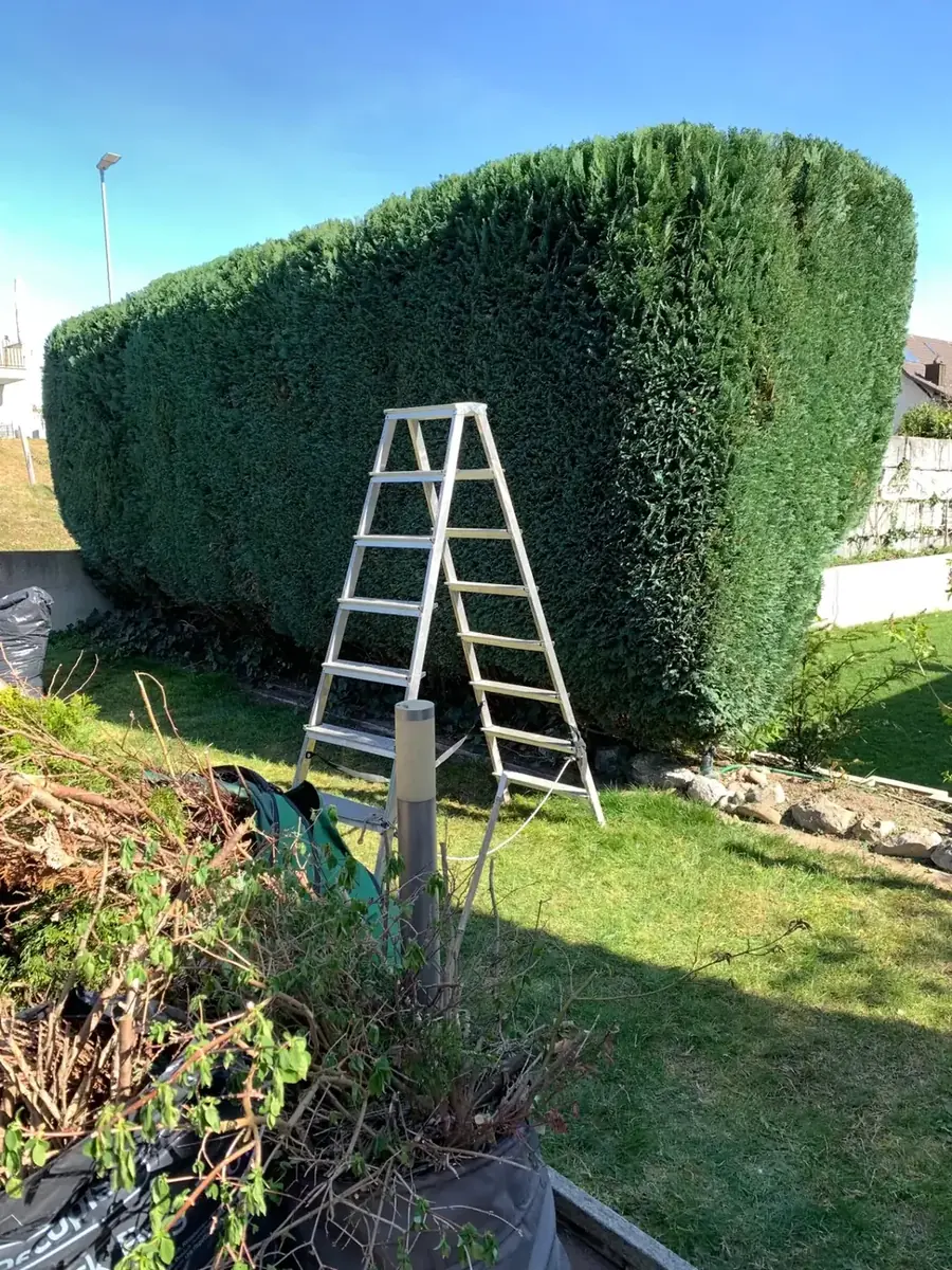 Frisch geschnittene Thuja-Hecke mit abgerundeten Enden und Leiter im Garten