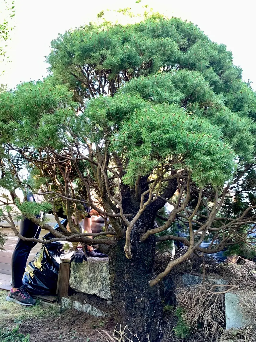 Zuckerhutfichte (Picea glauca 'Conica') nach der Kronenreinigung mit freigelegter Aststruktur