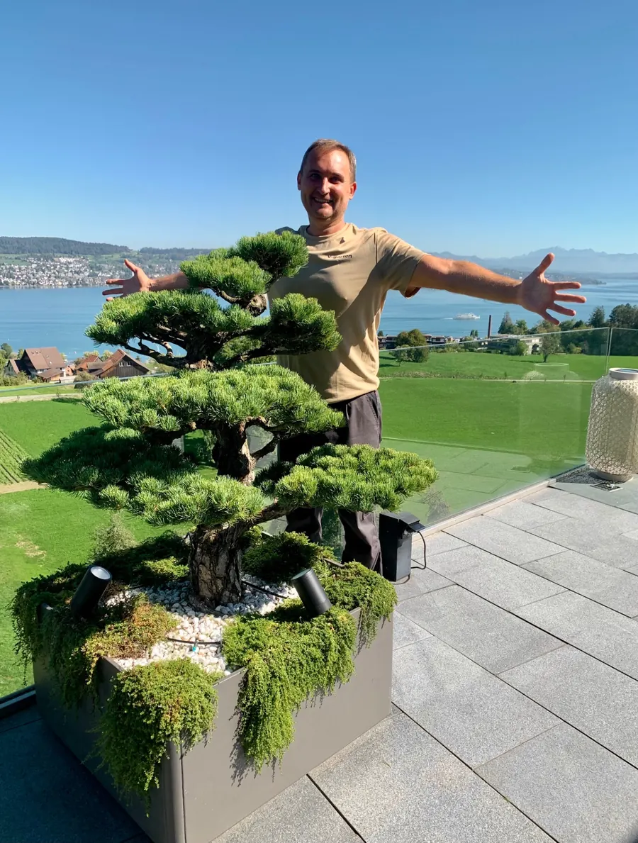 Gartenbonsai aus Pinus parviflora auf der Terrasse nach dem Formschnitt der Krone