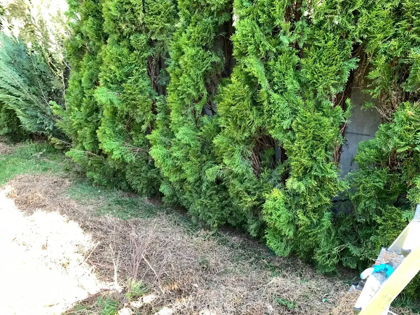 Thuja-Reihe während der Auslichtung – abgestorbene Zweige im Inneren werden entfernt