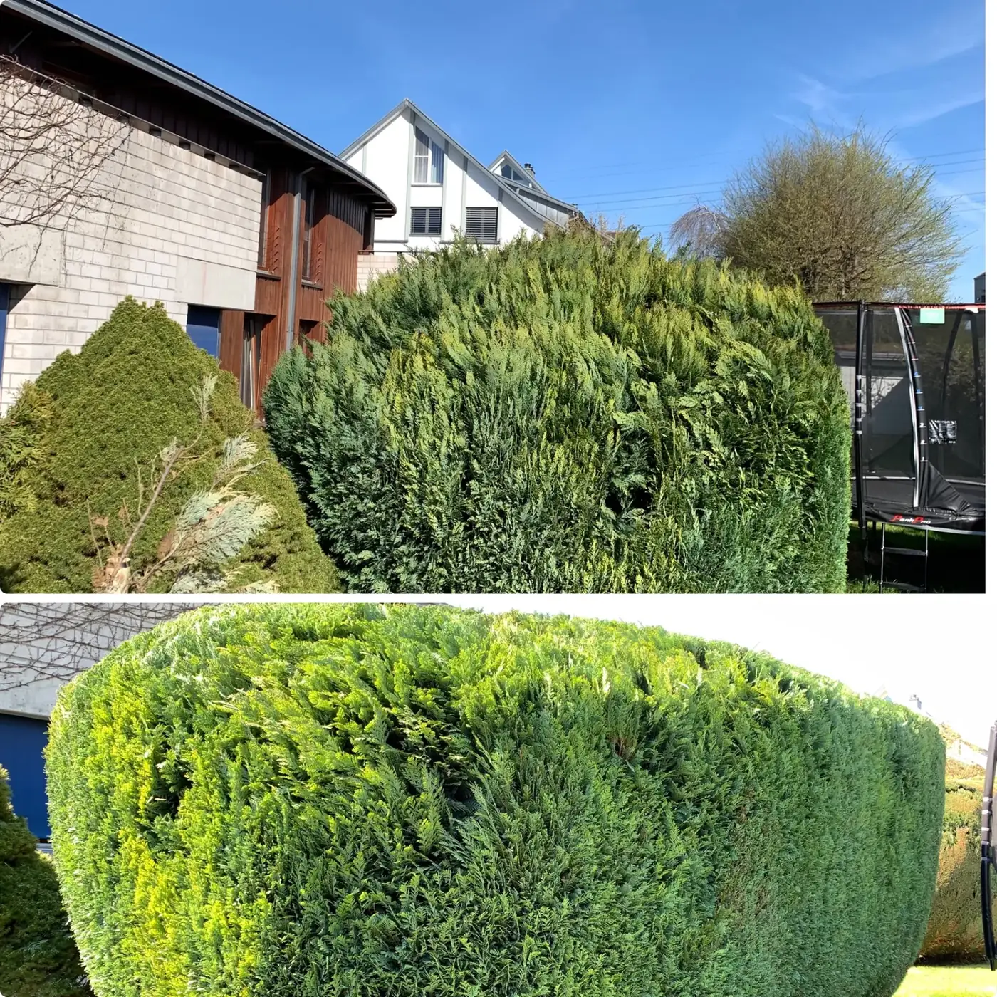 Vorher und nachher – Thuja-Hecke: dichte, gleichmässige Form Vorher-Nachher-Vergleich einer Thuja-Hecke: oben vor dem Schnitt, unten die geschnittene, dichte Form