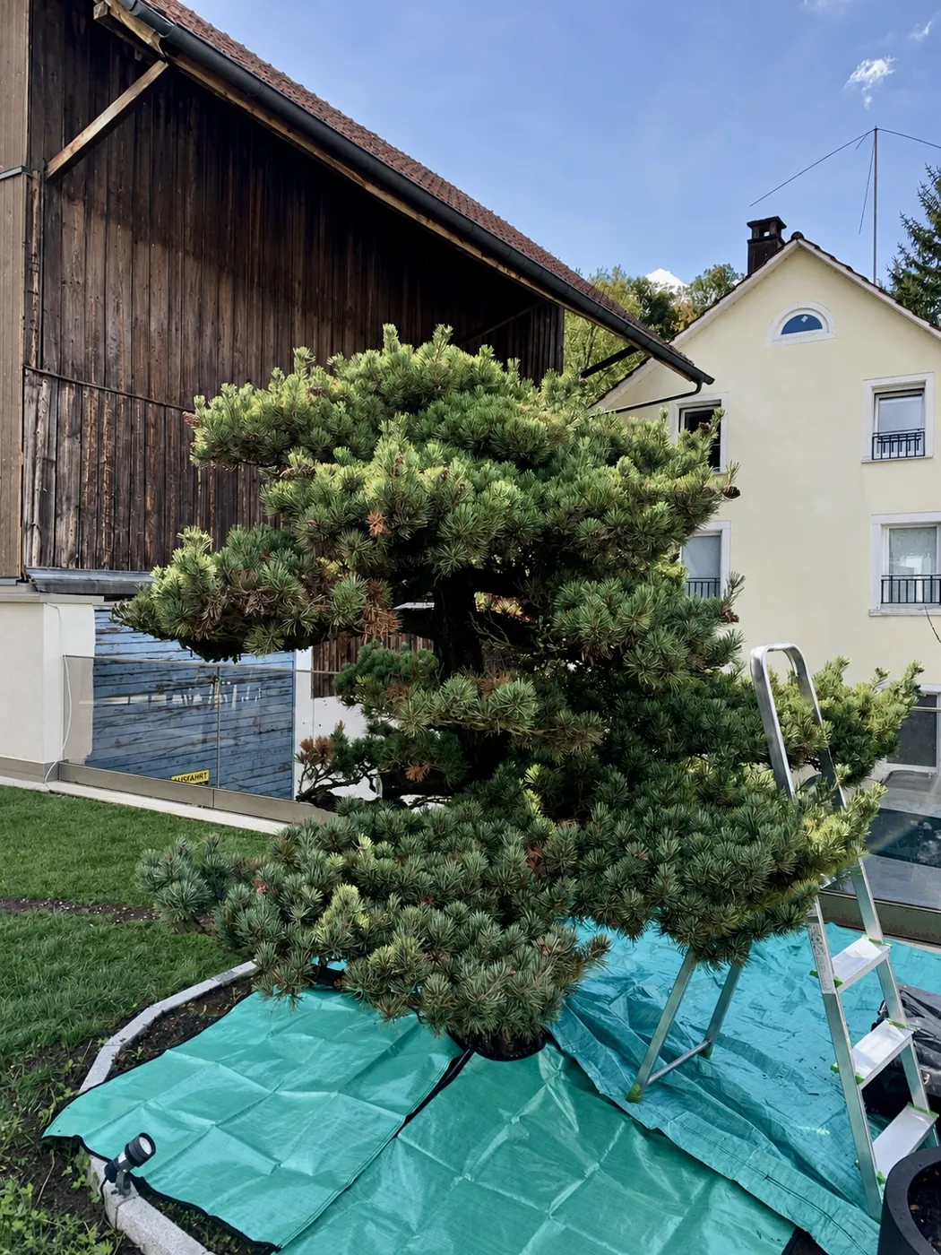 Pinus parviflora (Japanische Mädchenkiefer) vor der Kronenkorrektur – dichte, unregelmässige Krone