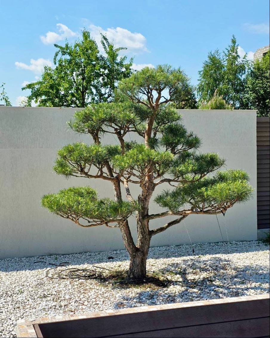 Schlanker Gartenbonsai vor einer hellen Hauswand