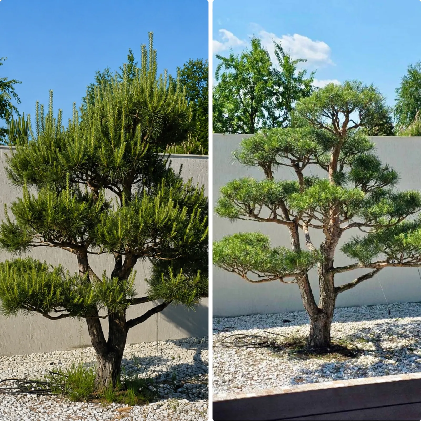 Vorher und nachher – Kanadische Fichte 'Conica' (Picea glauca 'Conica') Vorher-Nachher-Vergleich: Kanadische Fichte Picea glauca Conica links mit verdichteter Krone, rechts nach dem Formschnitt mit ausgewogener Silhouette