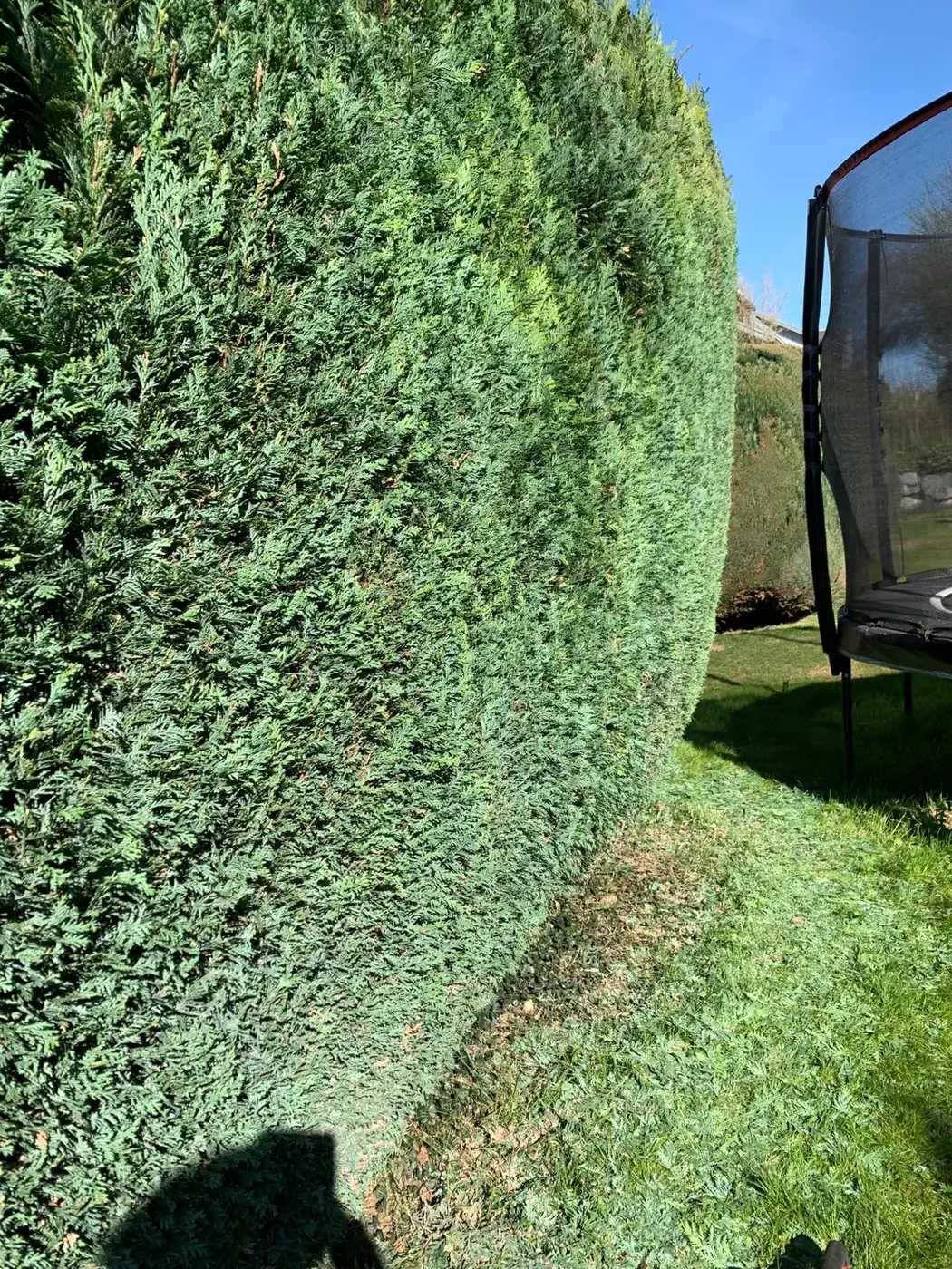 Lange Thuja-Hecke nach dem Schnitt mit sauber abgeräumtem Rasen