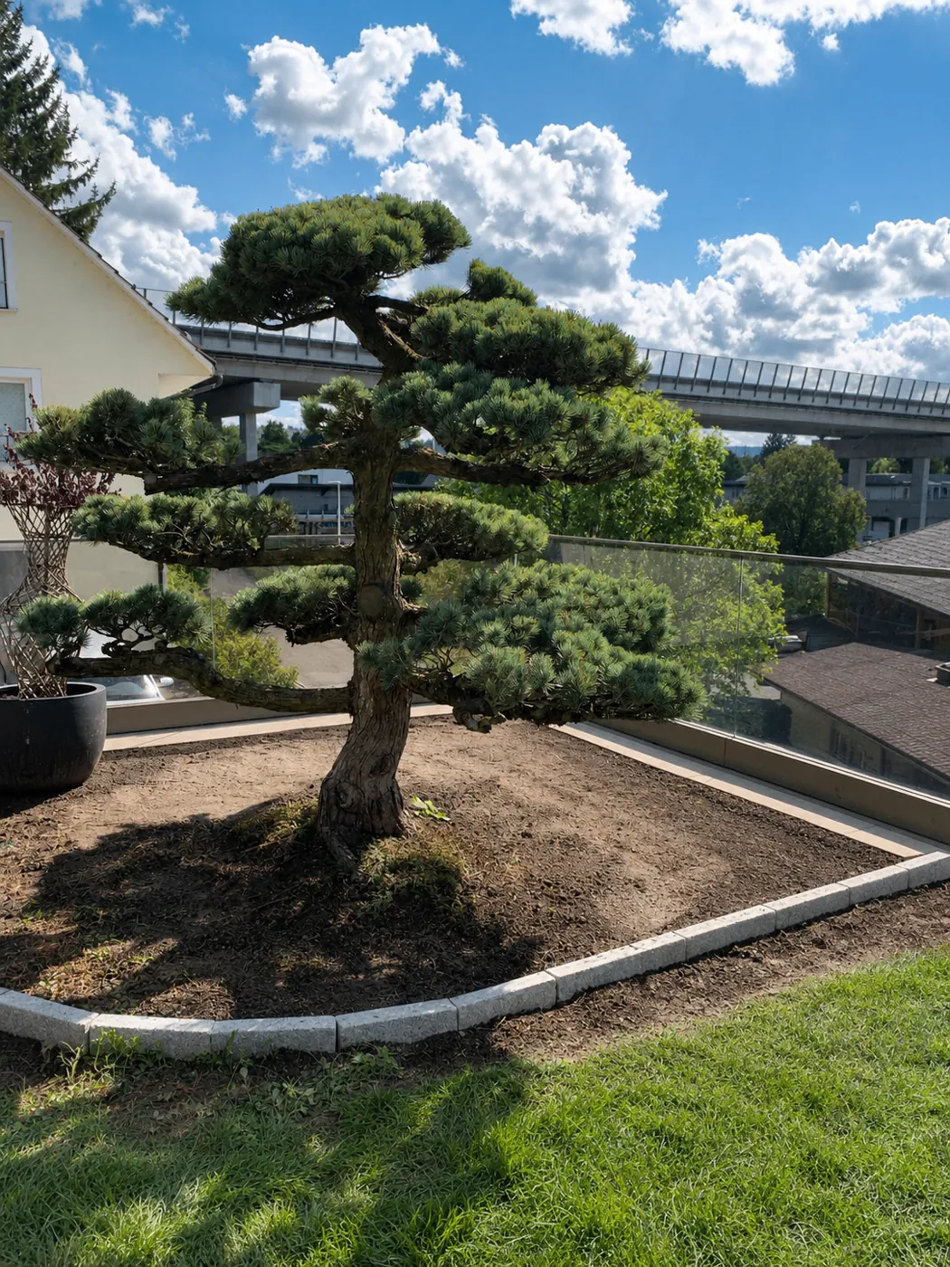 Dieselbe Pinus parviflora nach der wiederherstellenden Kronenkorrektur mit klaren Wolkenetagen