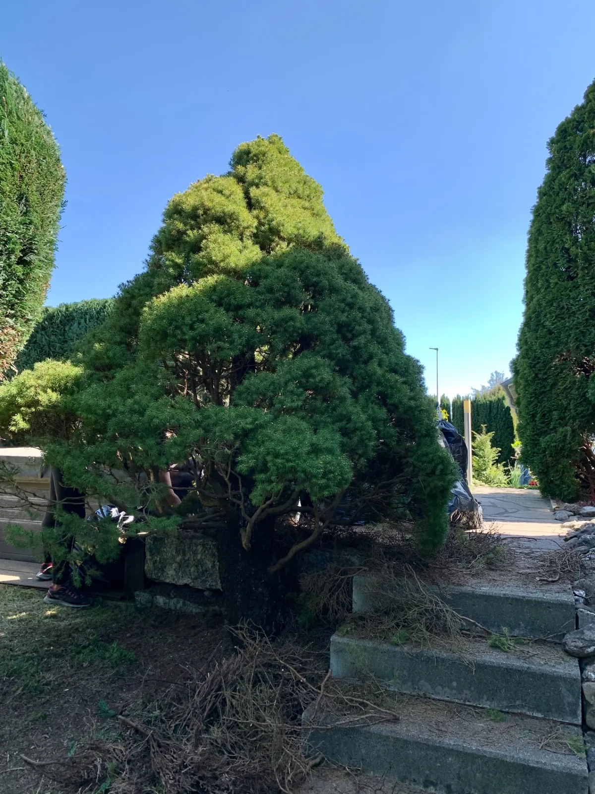 Zuckerhutfichte (Picea glauca 'Conica') im Hauseingangsbereich – Gesamtansicht nach der Kronenpflege